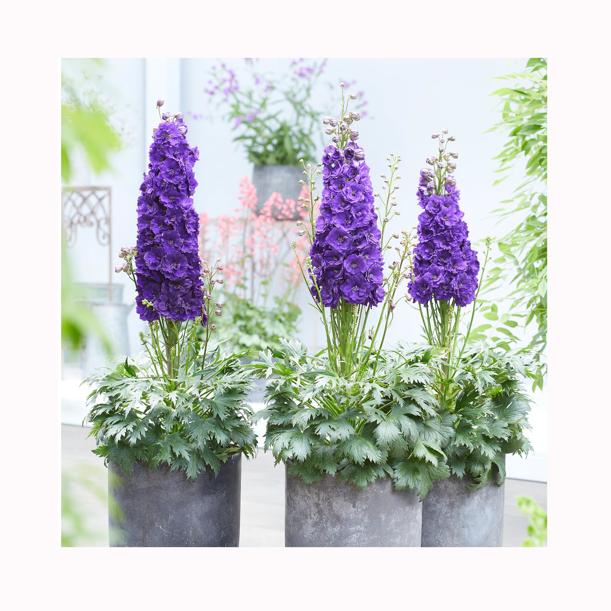 Delphinium  Paramo Black Velvet