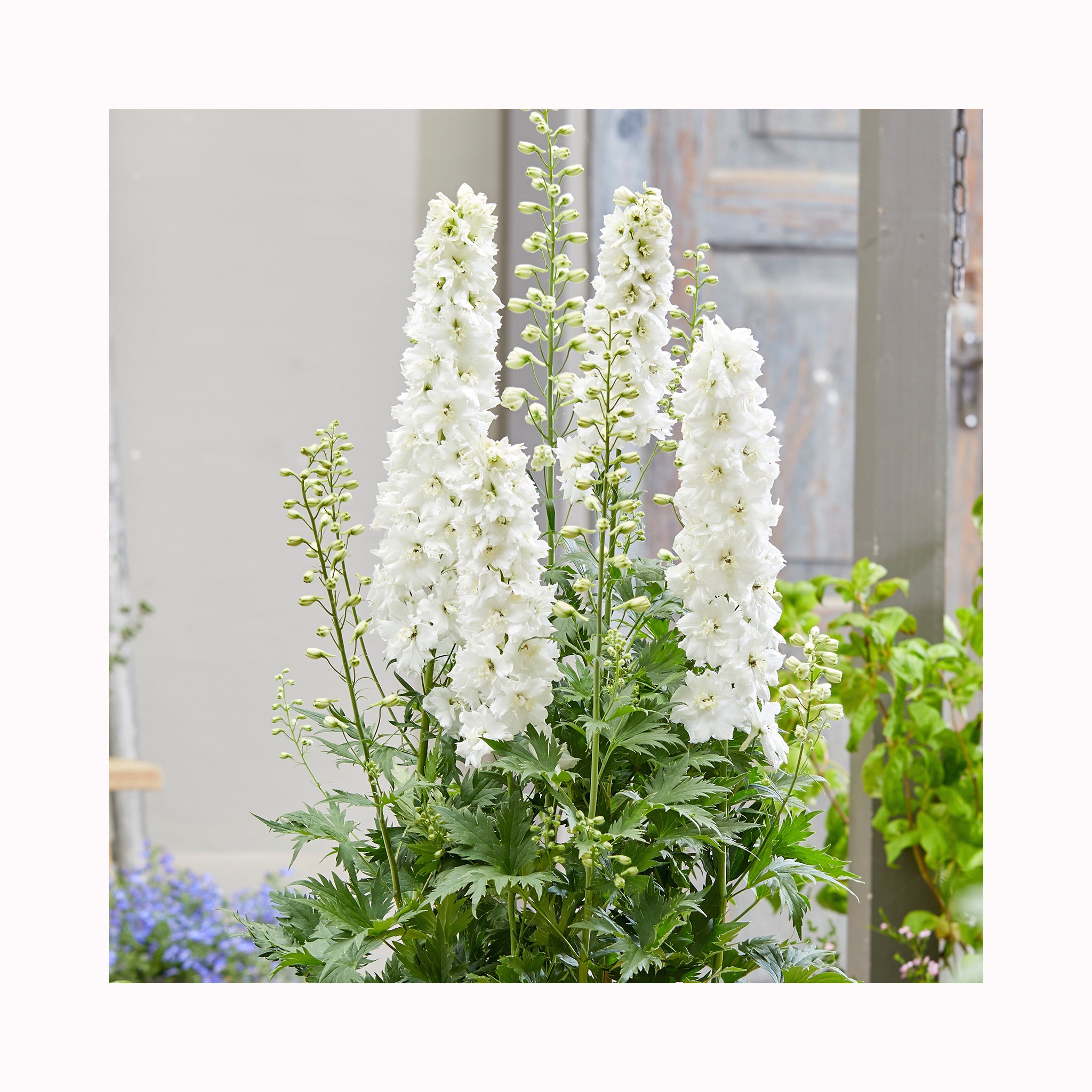 Delphinium Parama Blanco