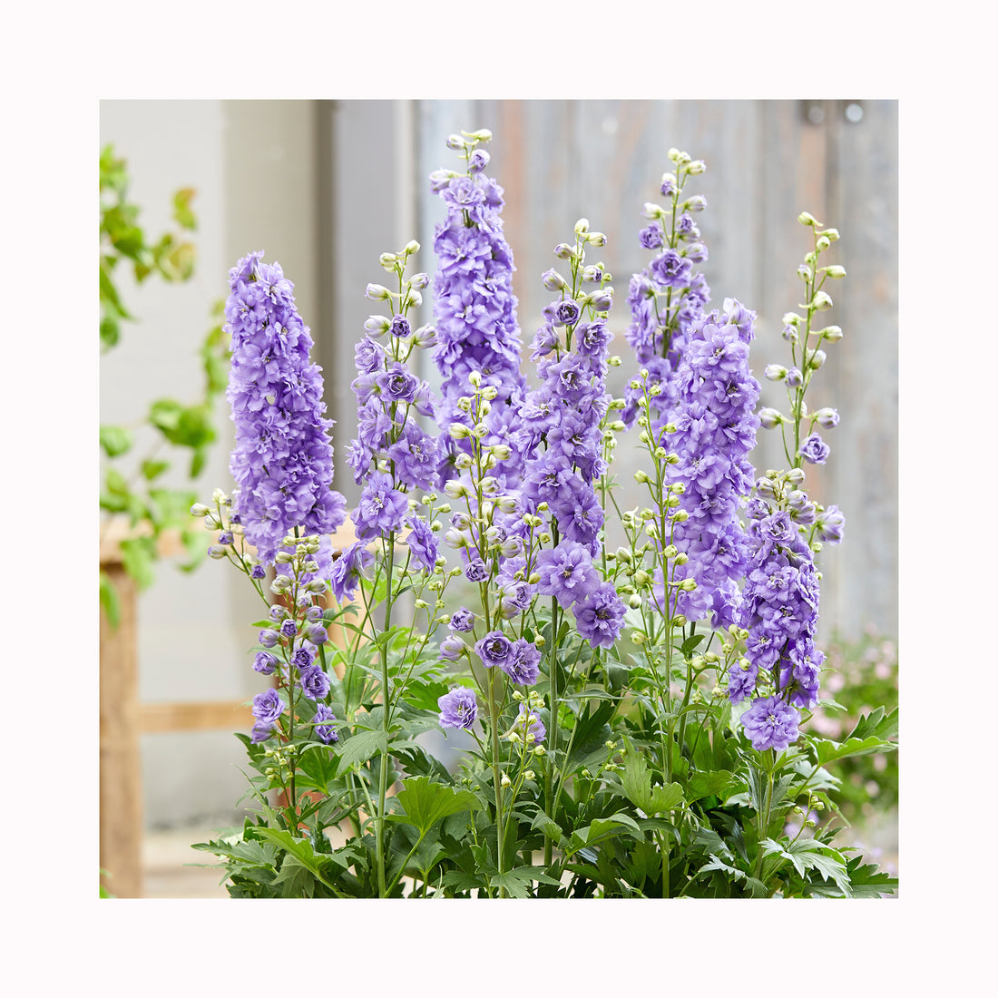 Delphinium Paramo Lavenda