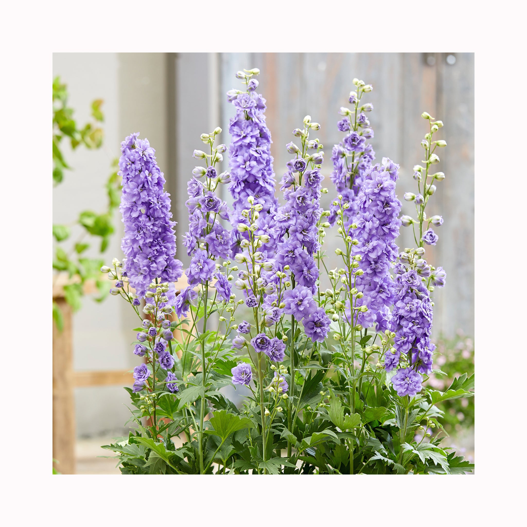 Delphinium Paramo Lavenda