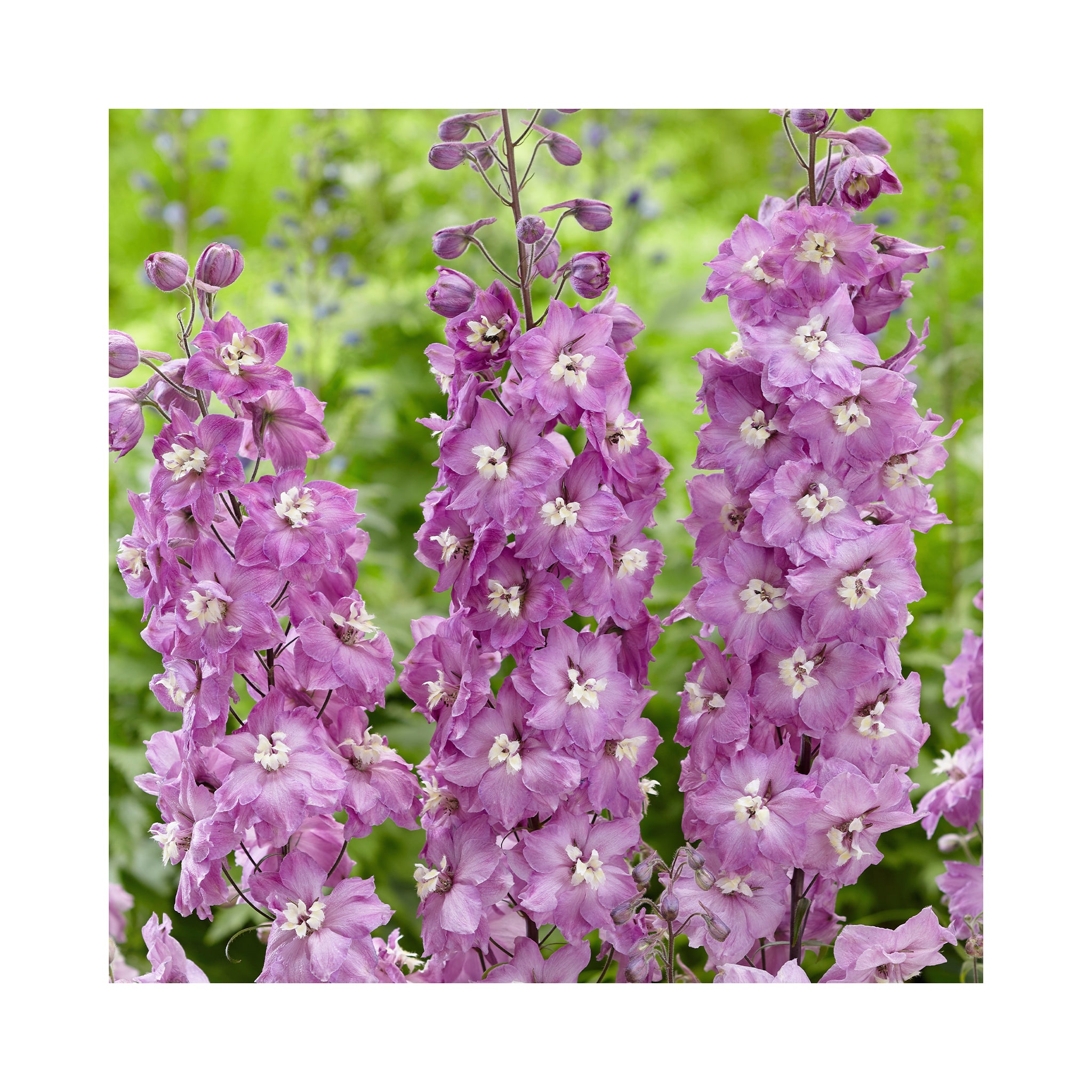 Delphinium Strawberry Fair