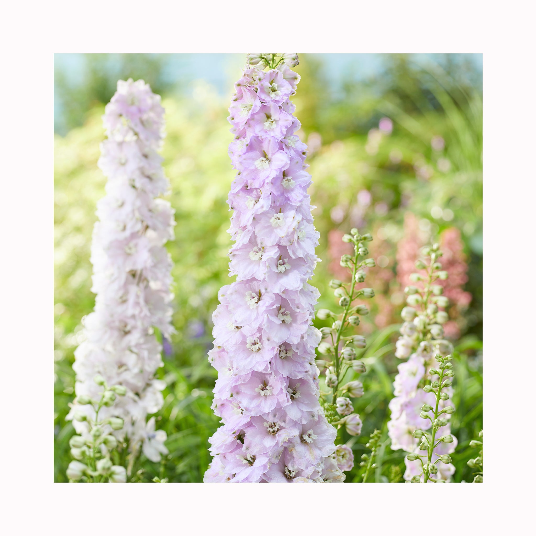 Delphinium  Turkish Delight