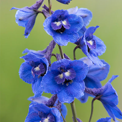 Pure blue flowers of Delphinium bella andres blue
