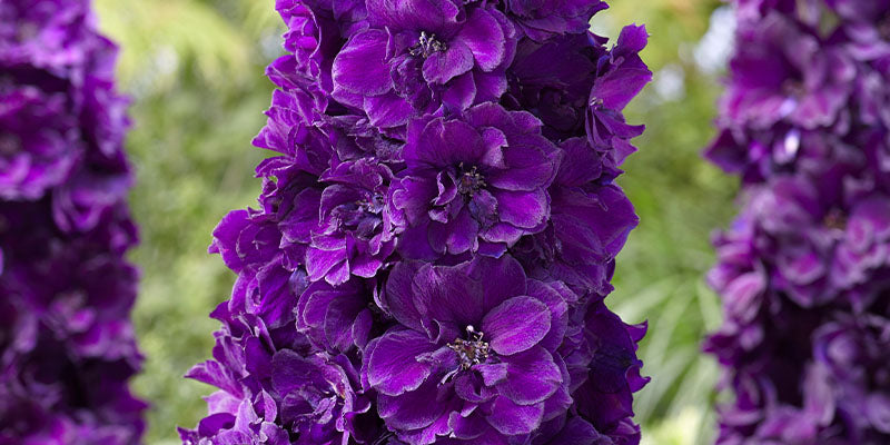 deep purple flowers of delphinium black velvet