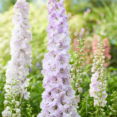 Light pink flowers of Delphinium turkish delight