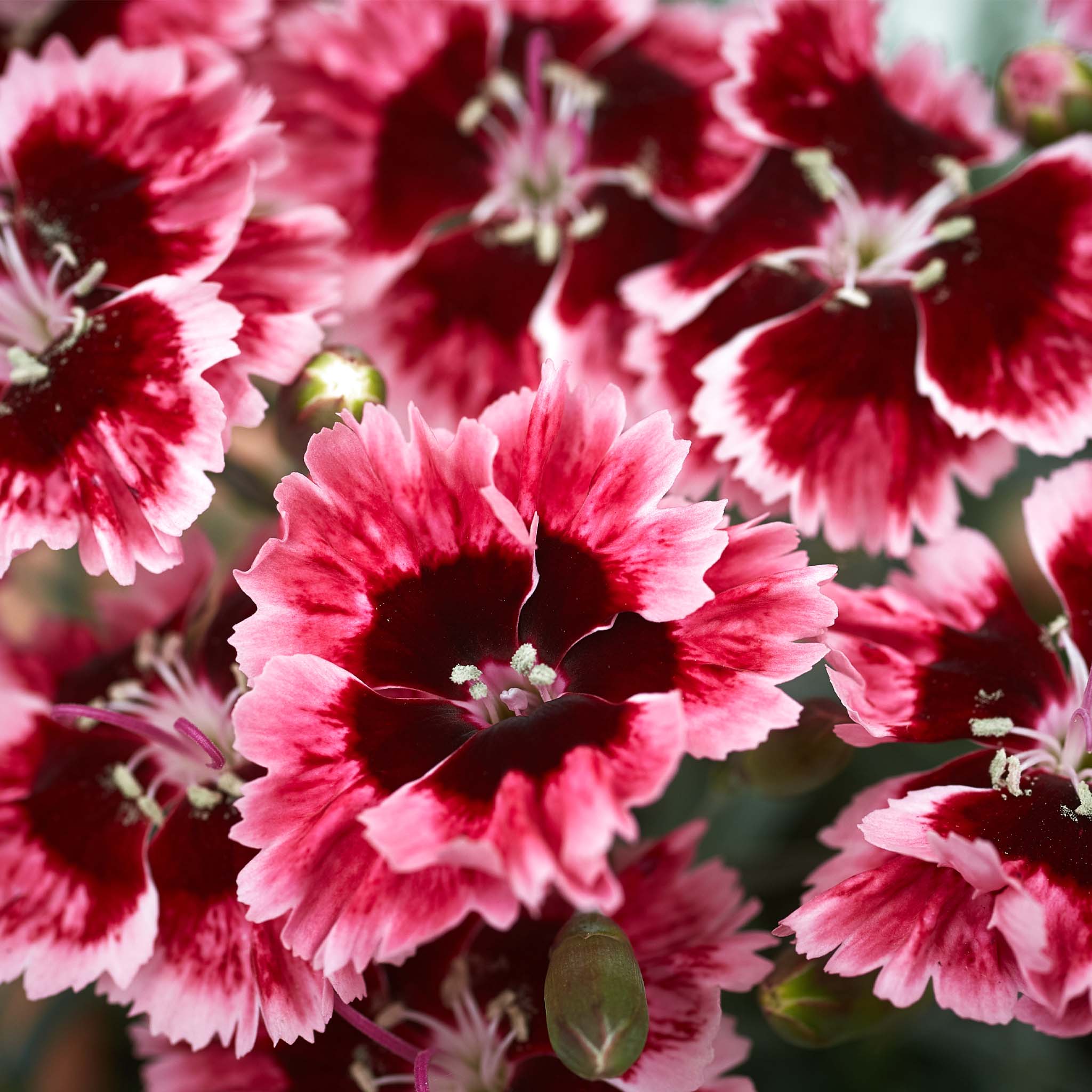Dianthus Alpine Cherry Burst