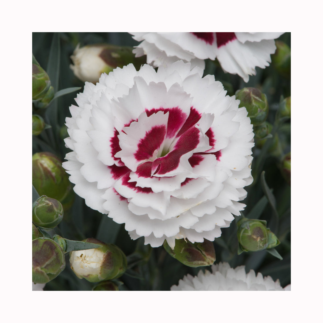 Dianthus Scent First Coconut Sundae