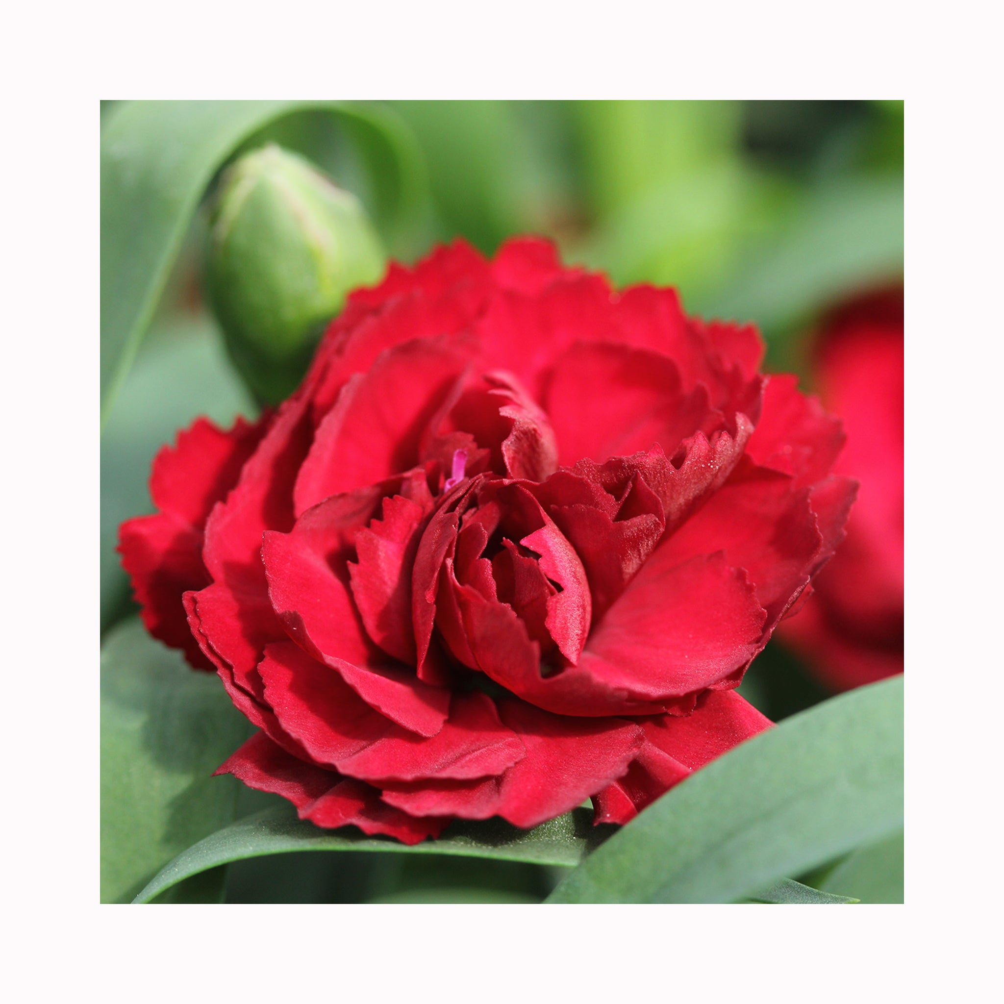 Dianthus Dinamic Dark Red