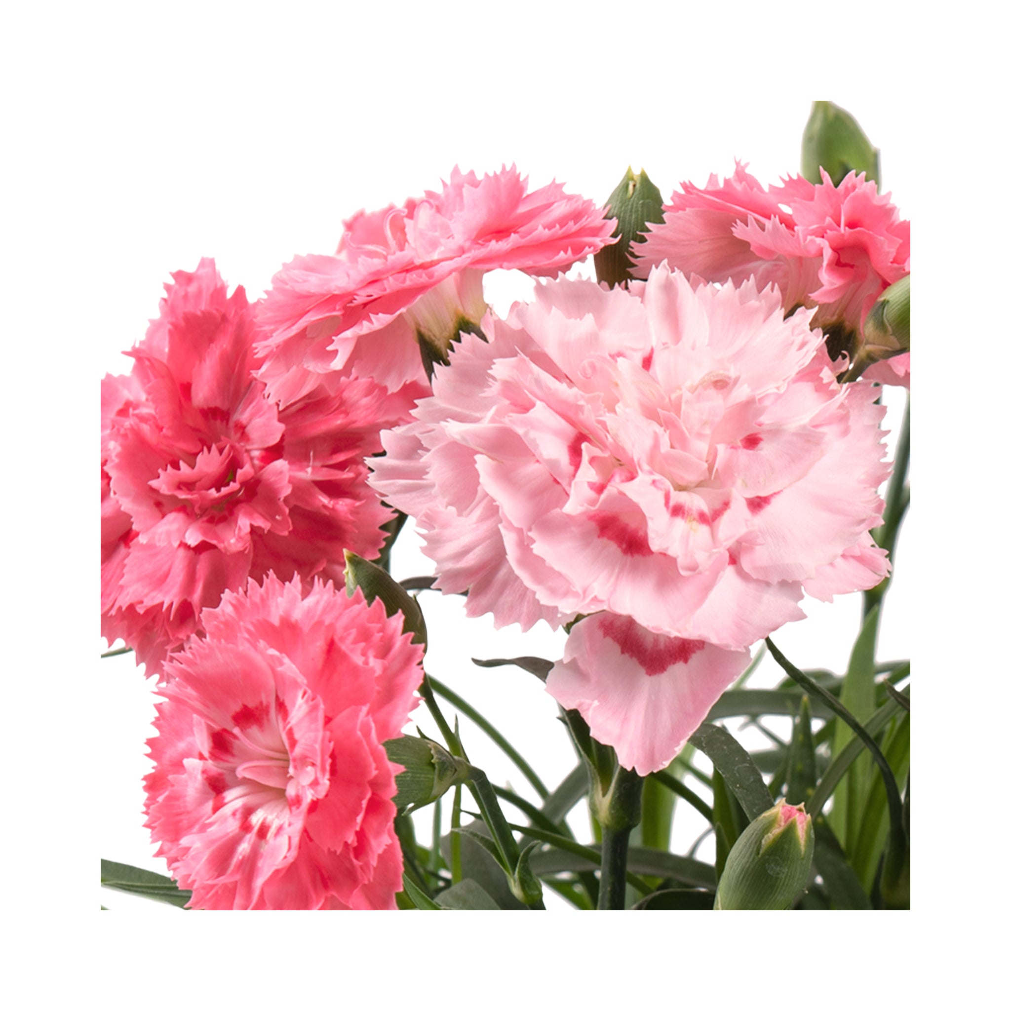 Dianthus Dinamic Peachy Pink