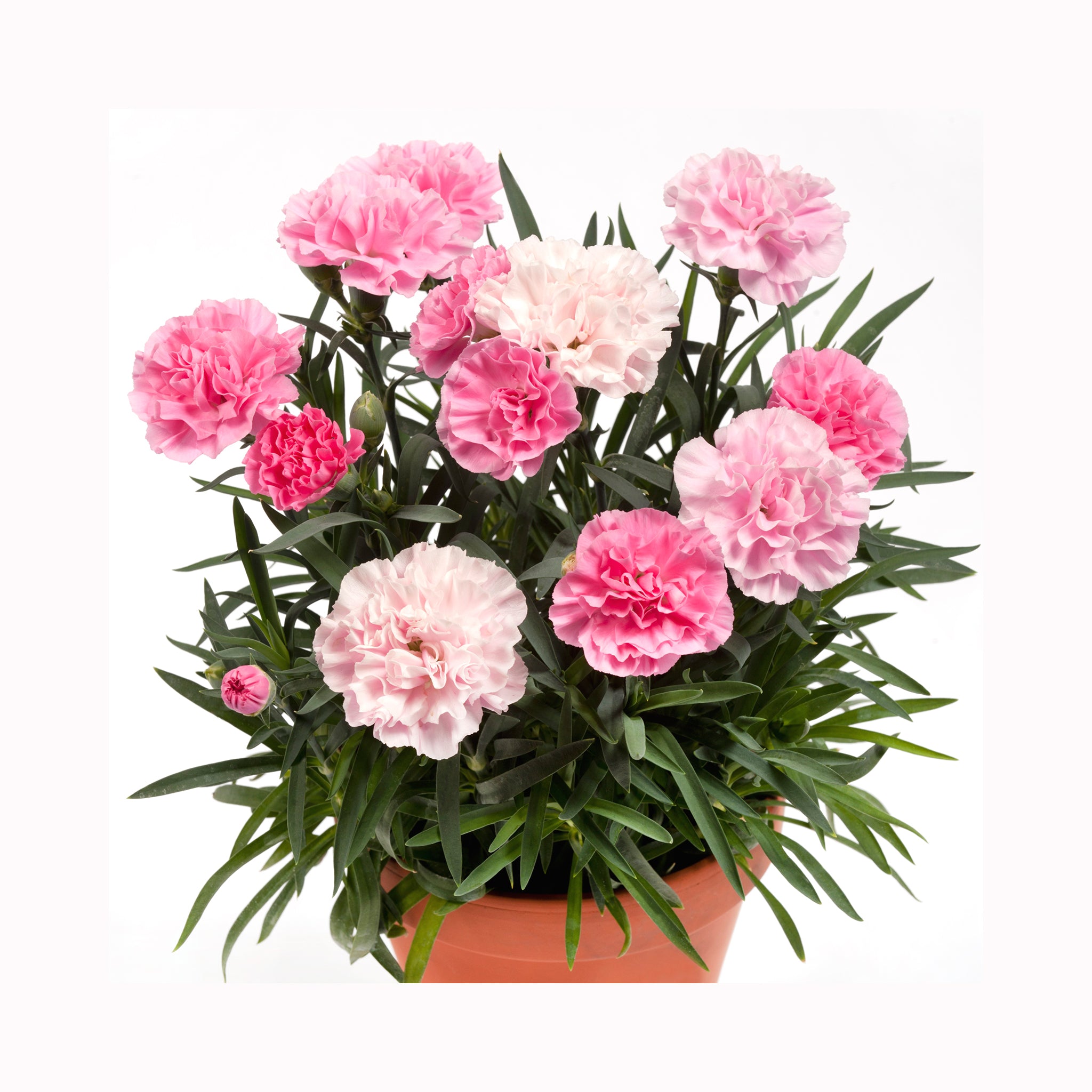 Dianthus Dinamic Pink to White