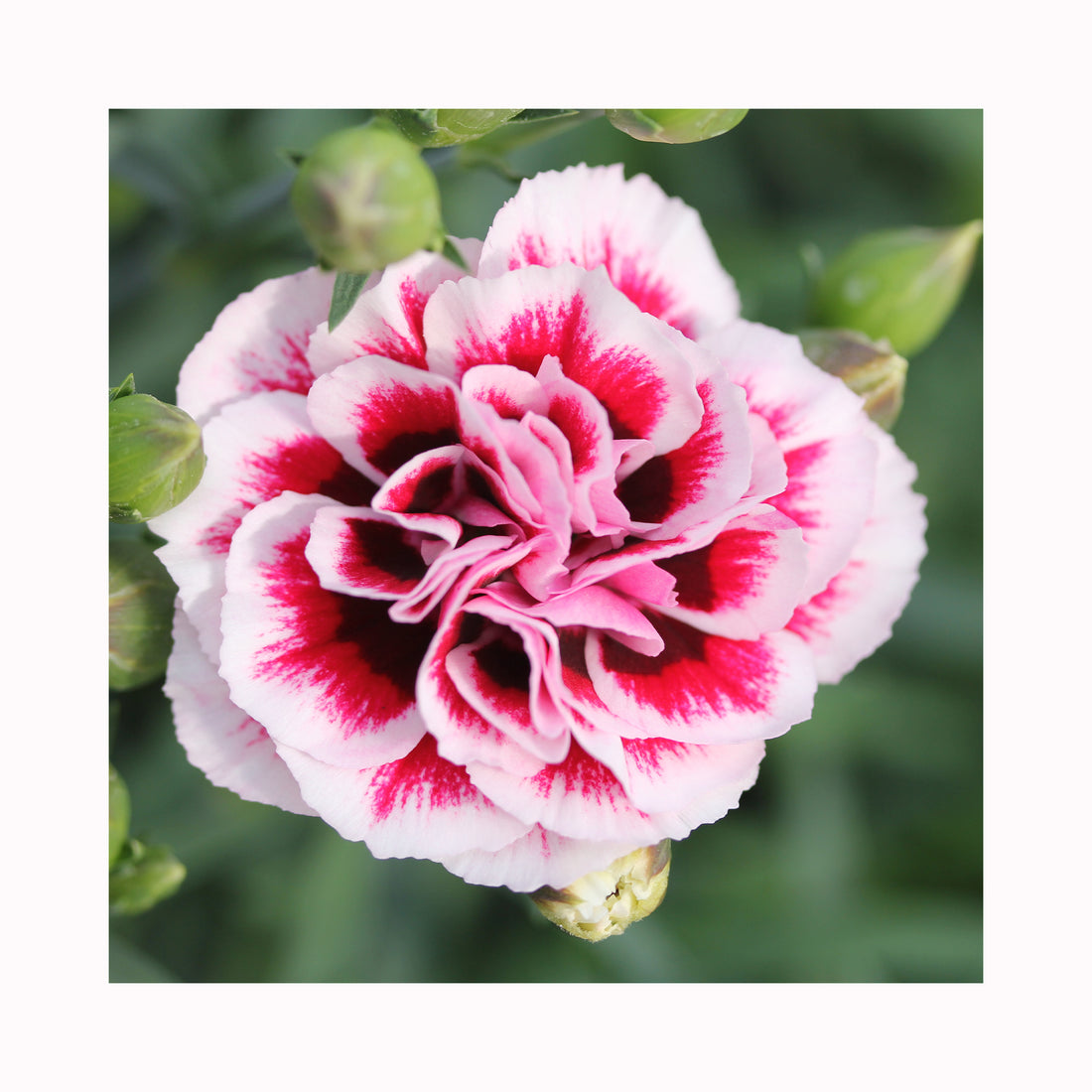 Dianthus Dinamic Purple to White