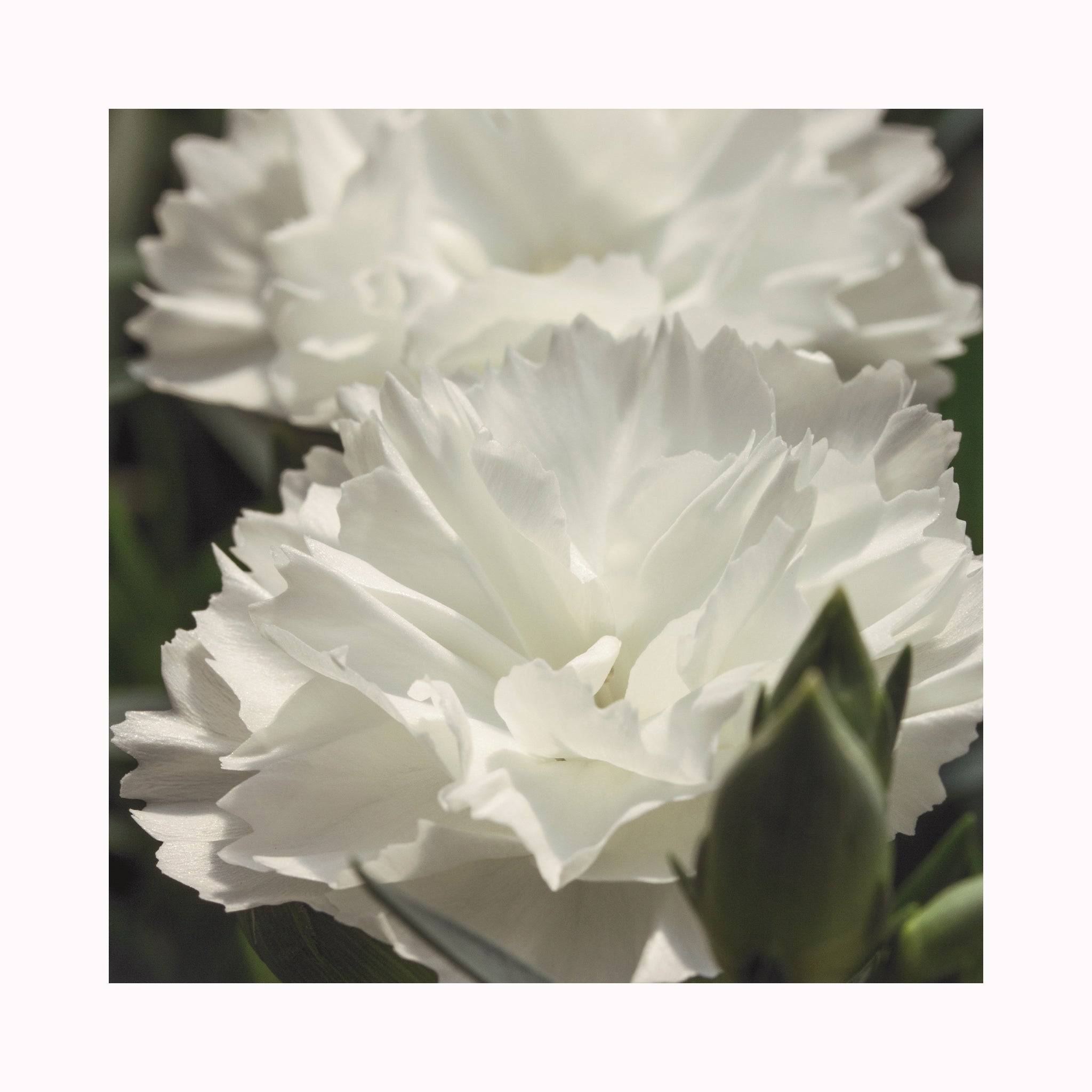 Dianthus Dinamic White