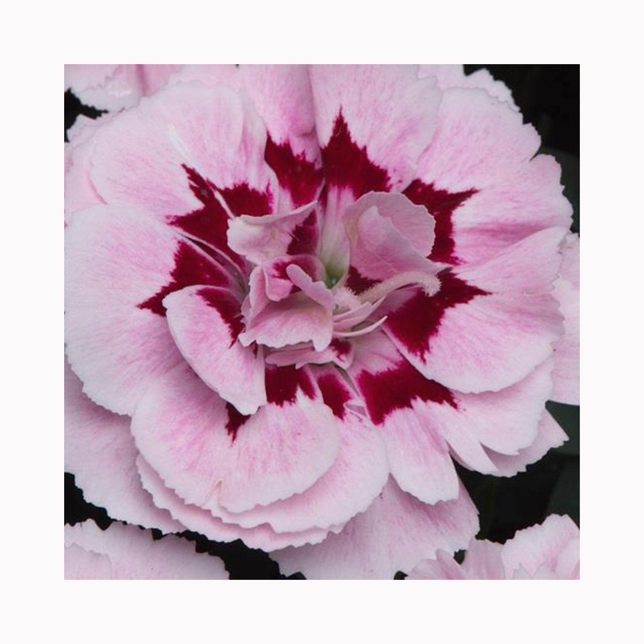 Dianthus Oscar Purple Star