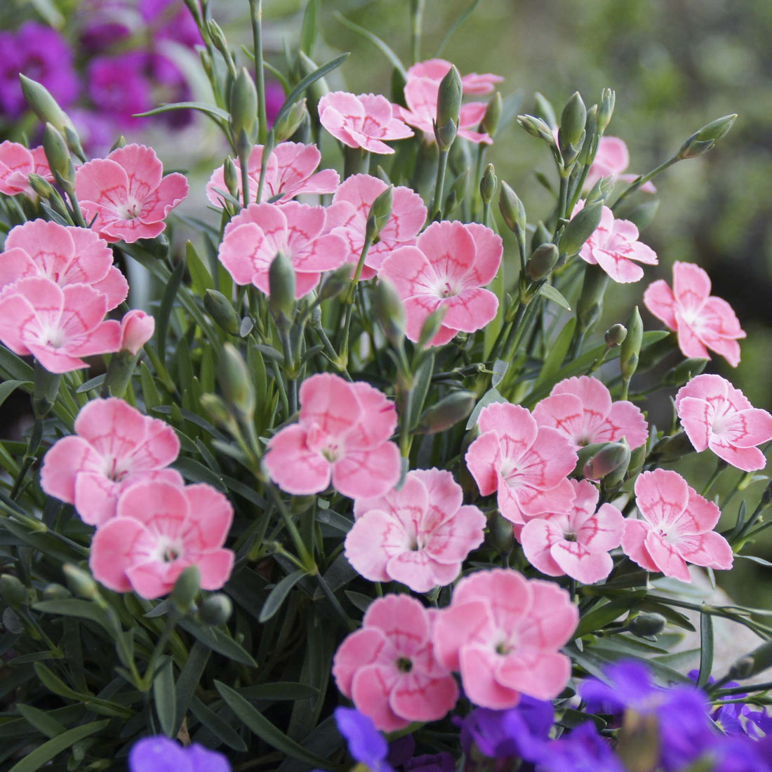 Dianthus Peach Party