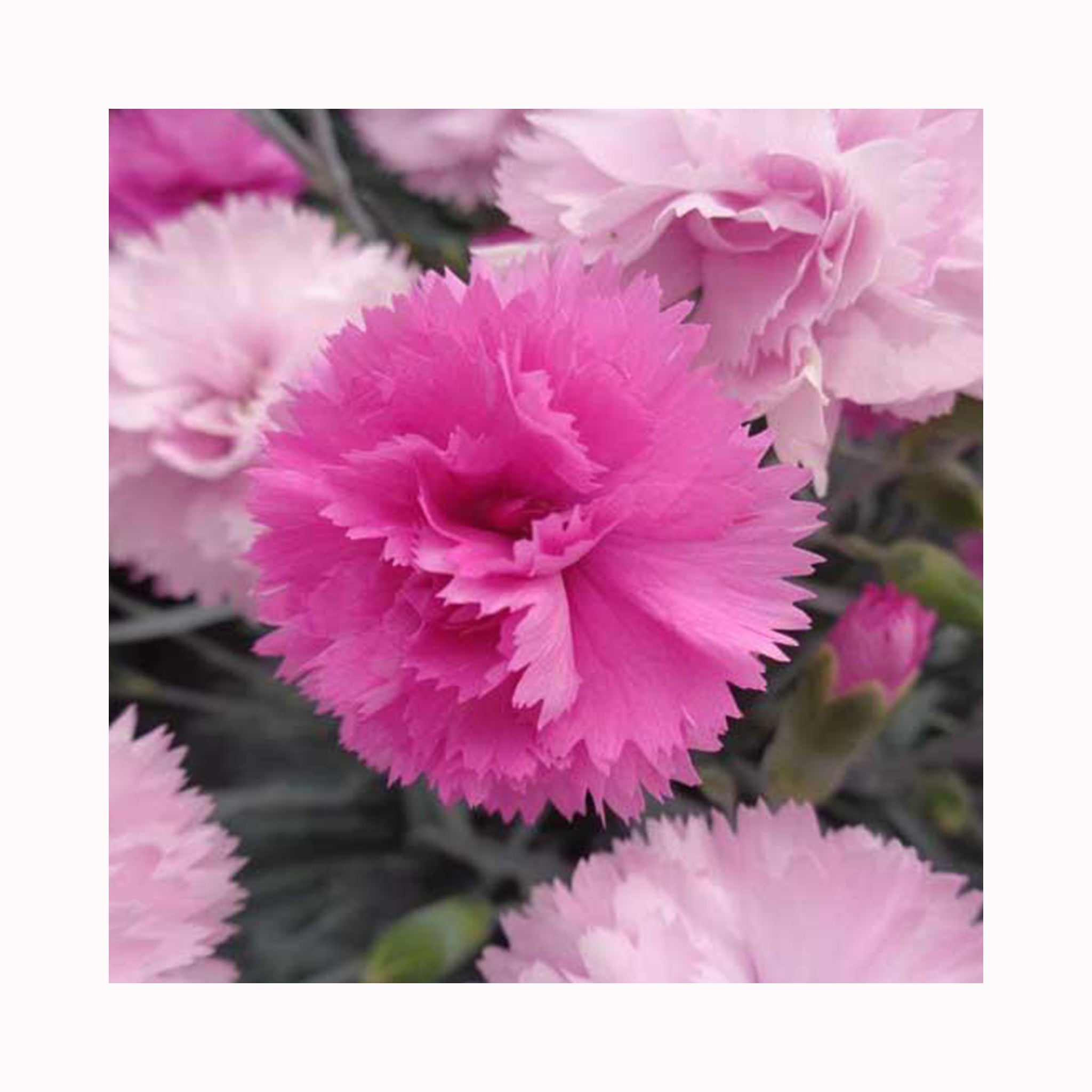 Dianthus Scent First Pink Celebration