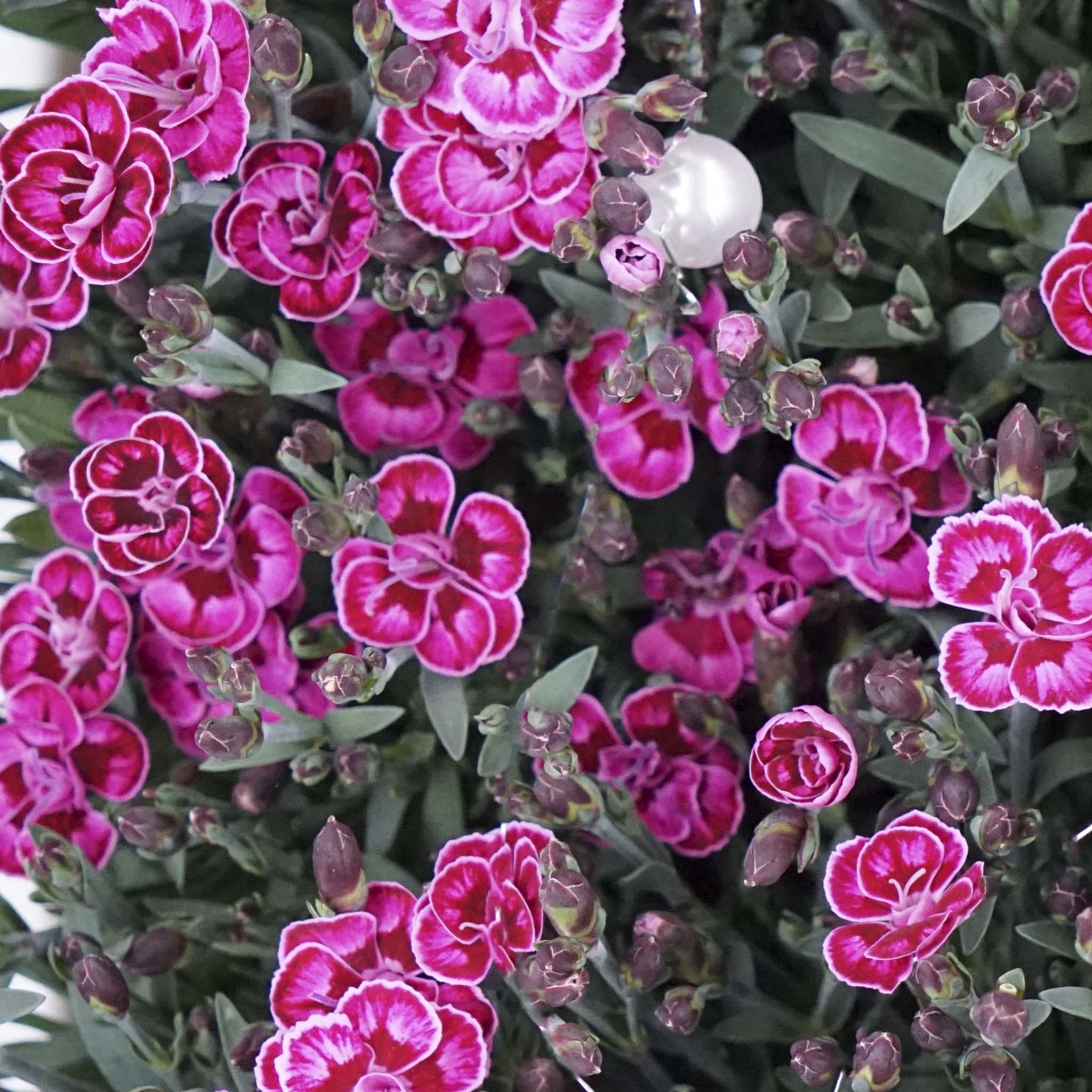 Dianthus Purple Wedding