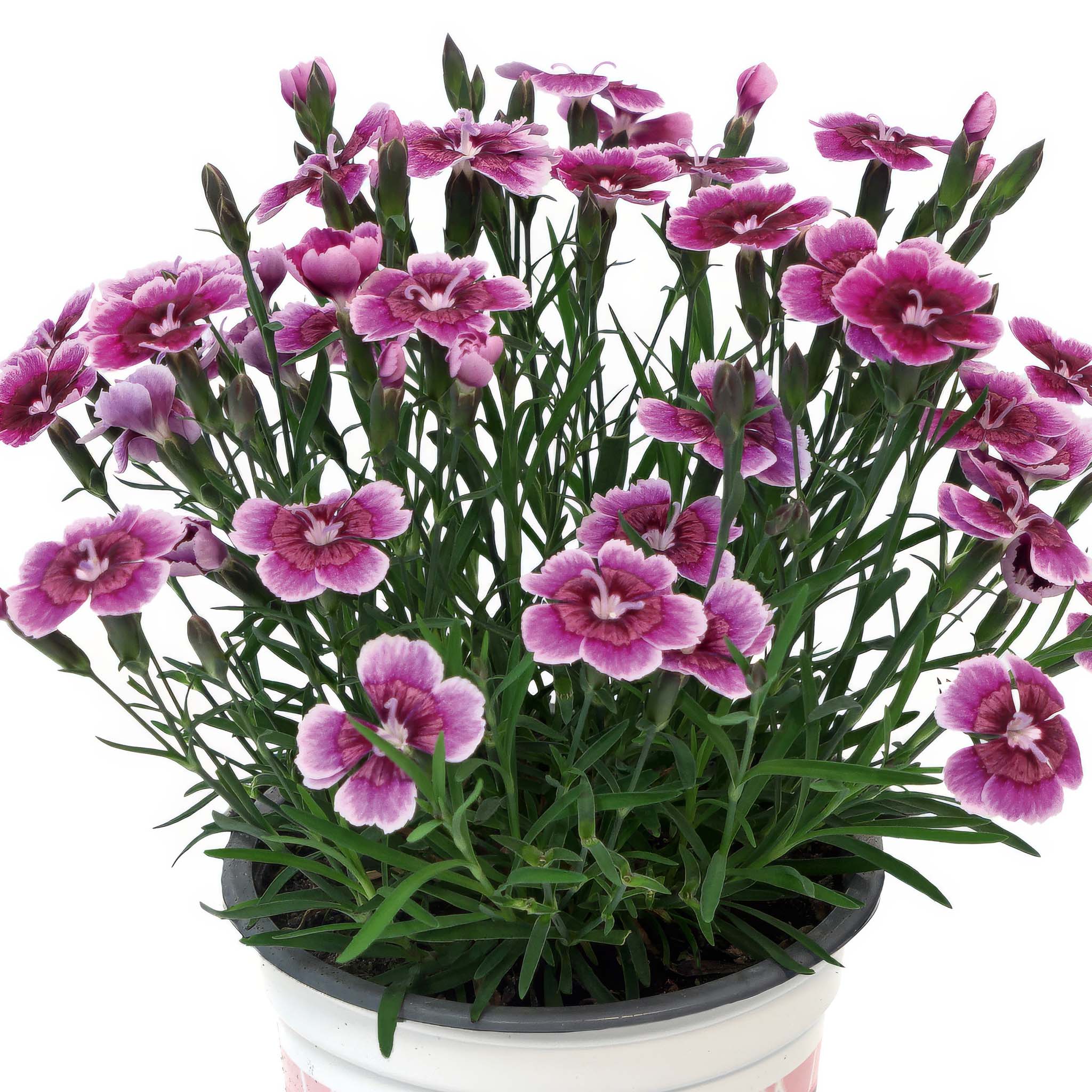 Dianthus Bicolor Flash