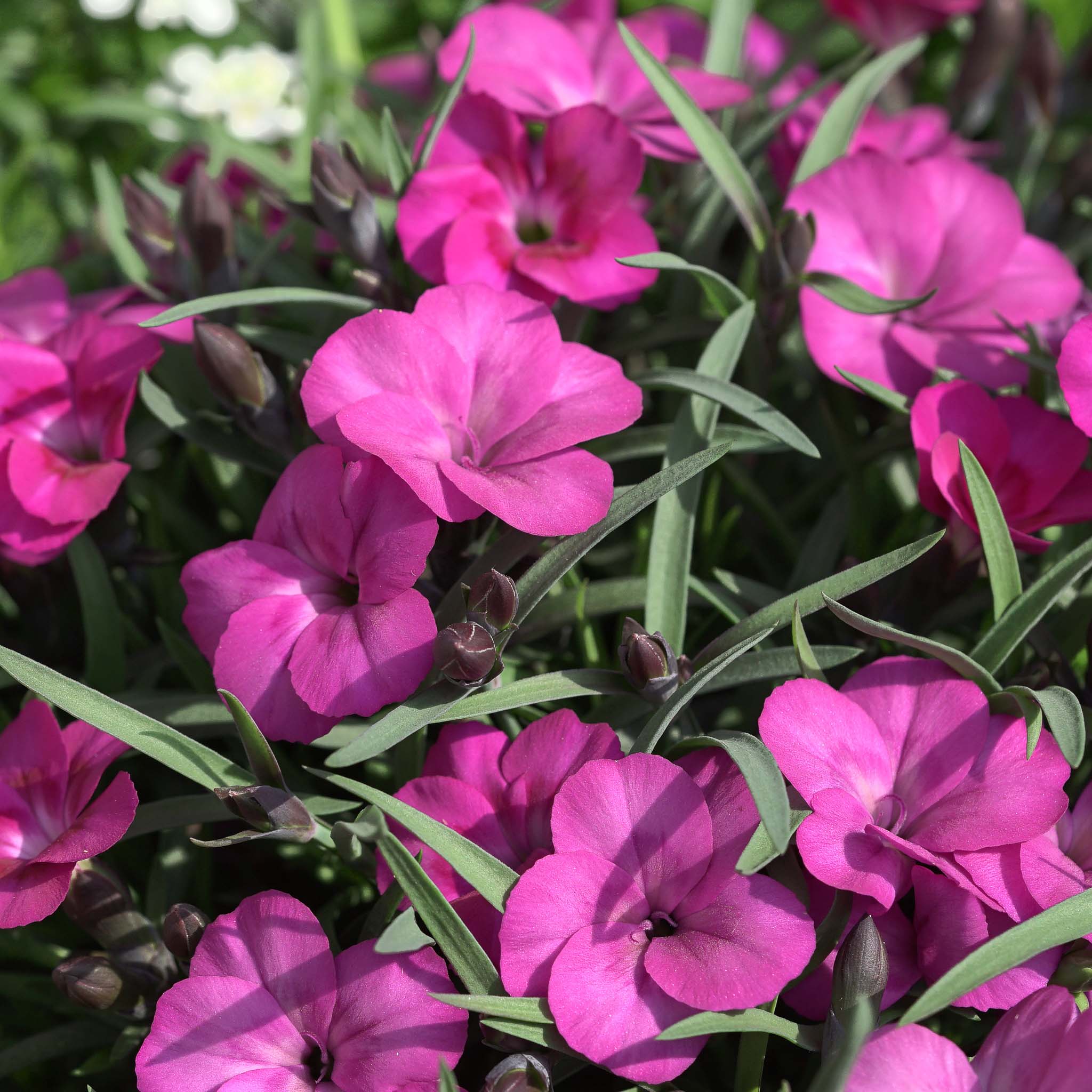 Dianthus Neon Flash