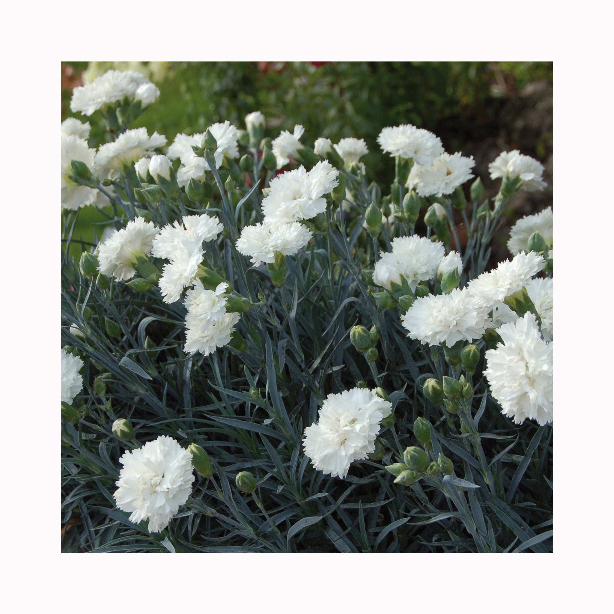 Dianthus Scent First Memories