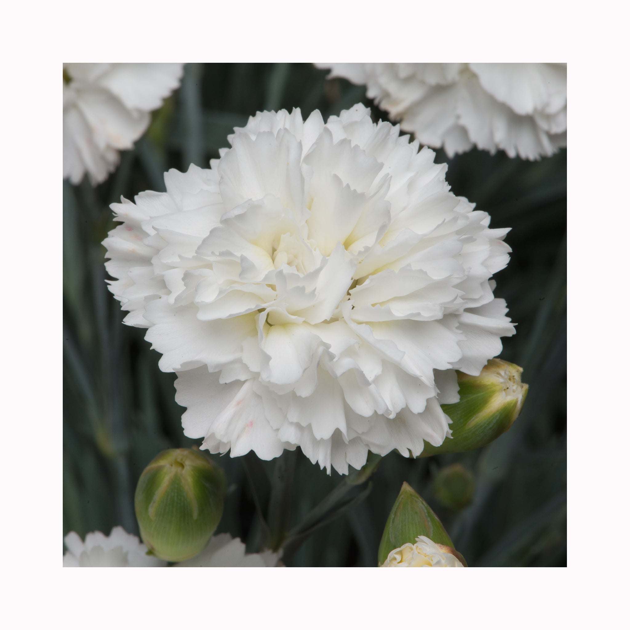 Dianthus Scent First Memories