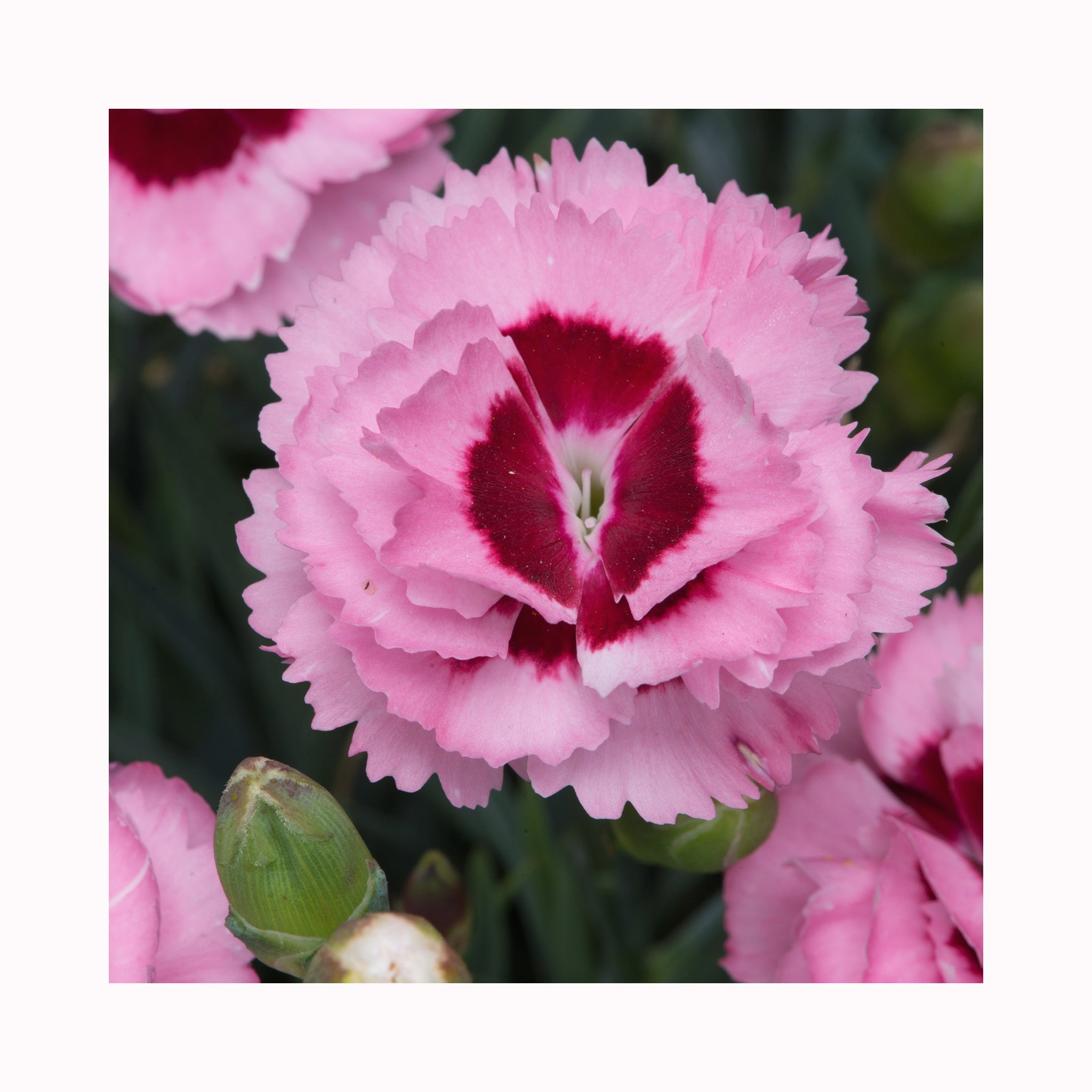 Dianthus Scent First Raspberry Sundae