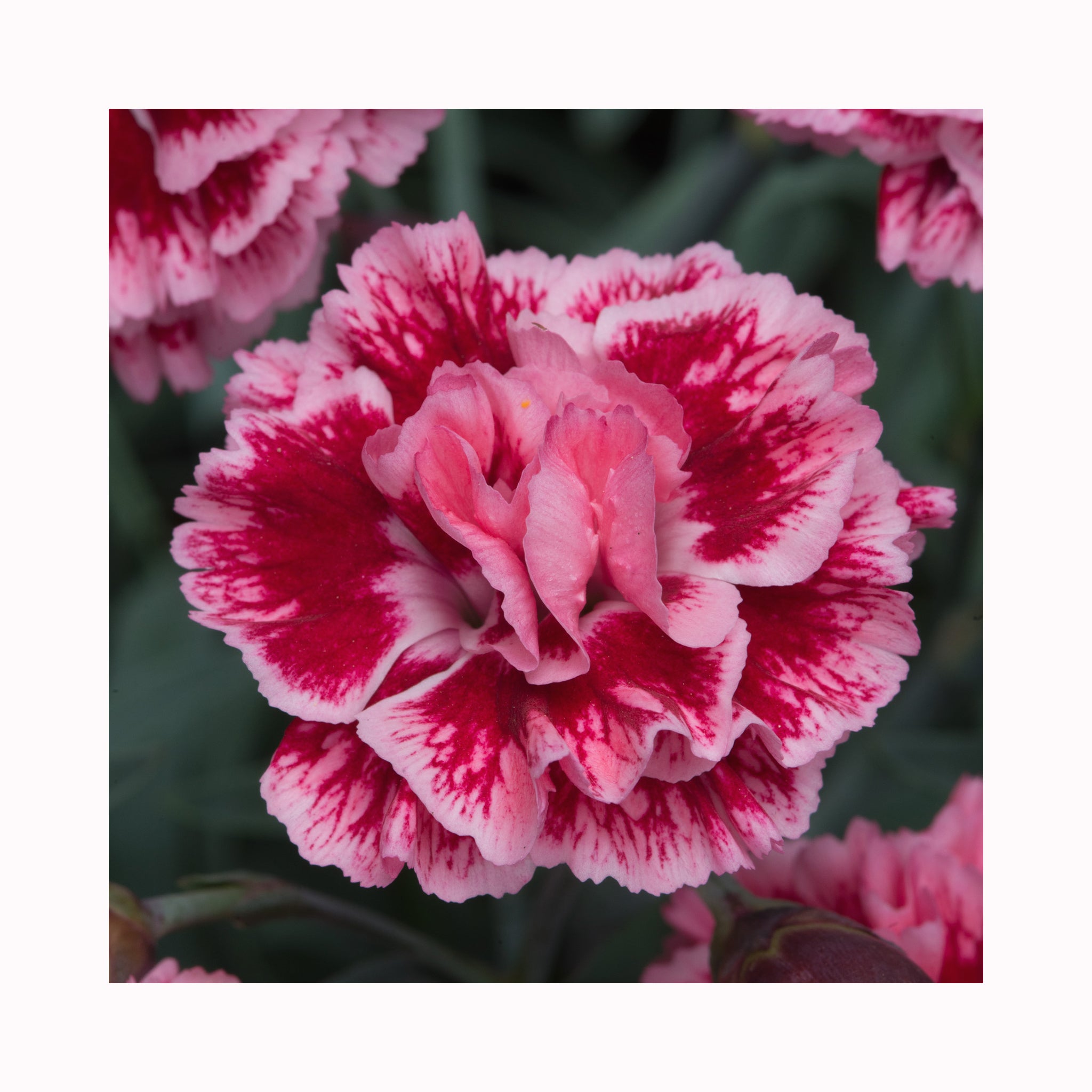 Dianthus Scent First Sugar Plum