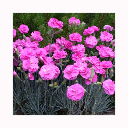 Dianthus Scent First Tickled Pink