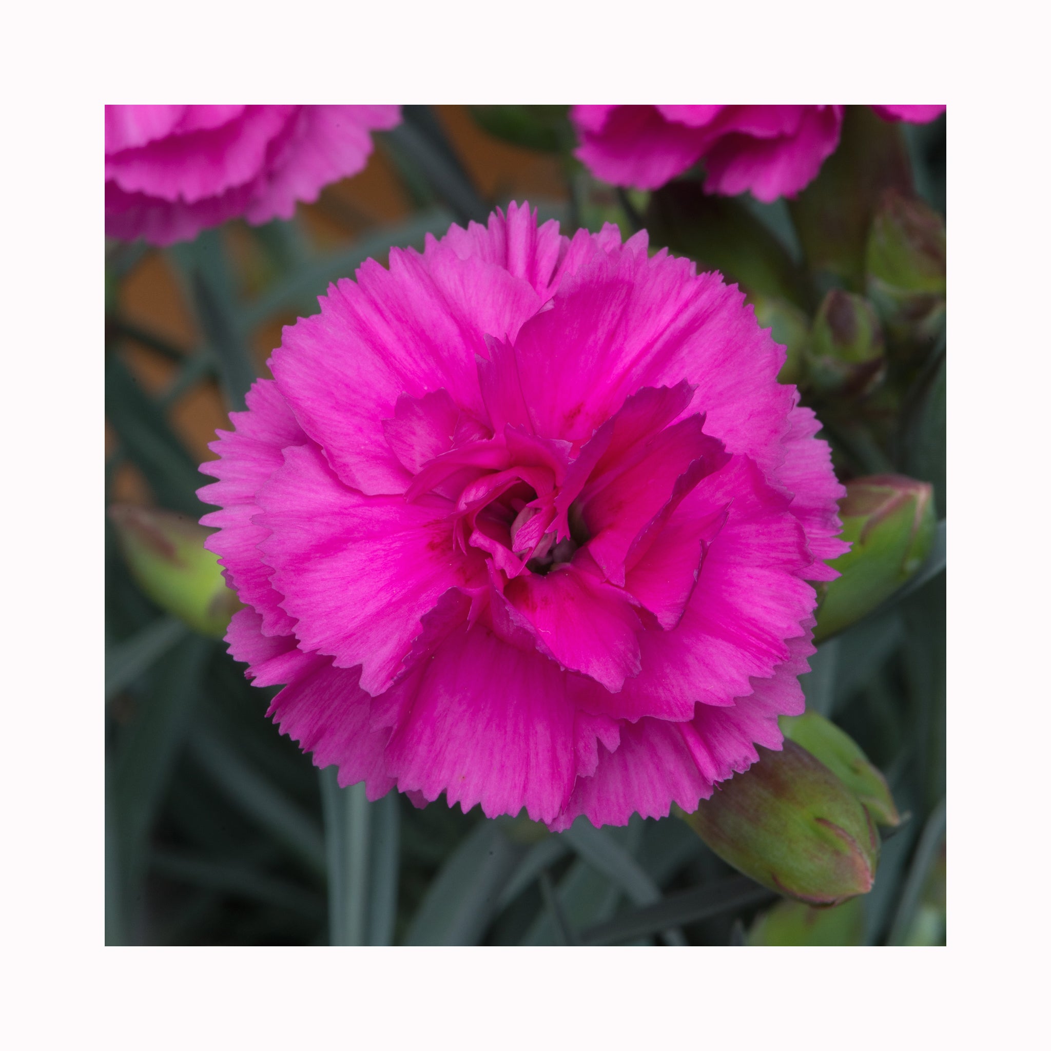 Dianthus Scent First Tickled Pink