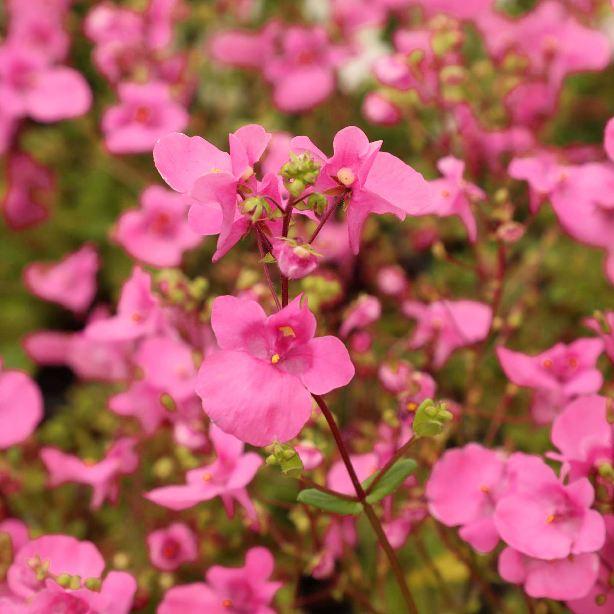 Diascia Elfjes Pink