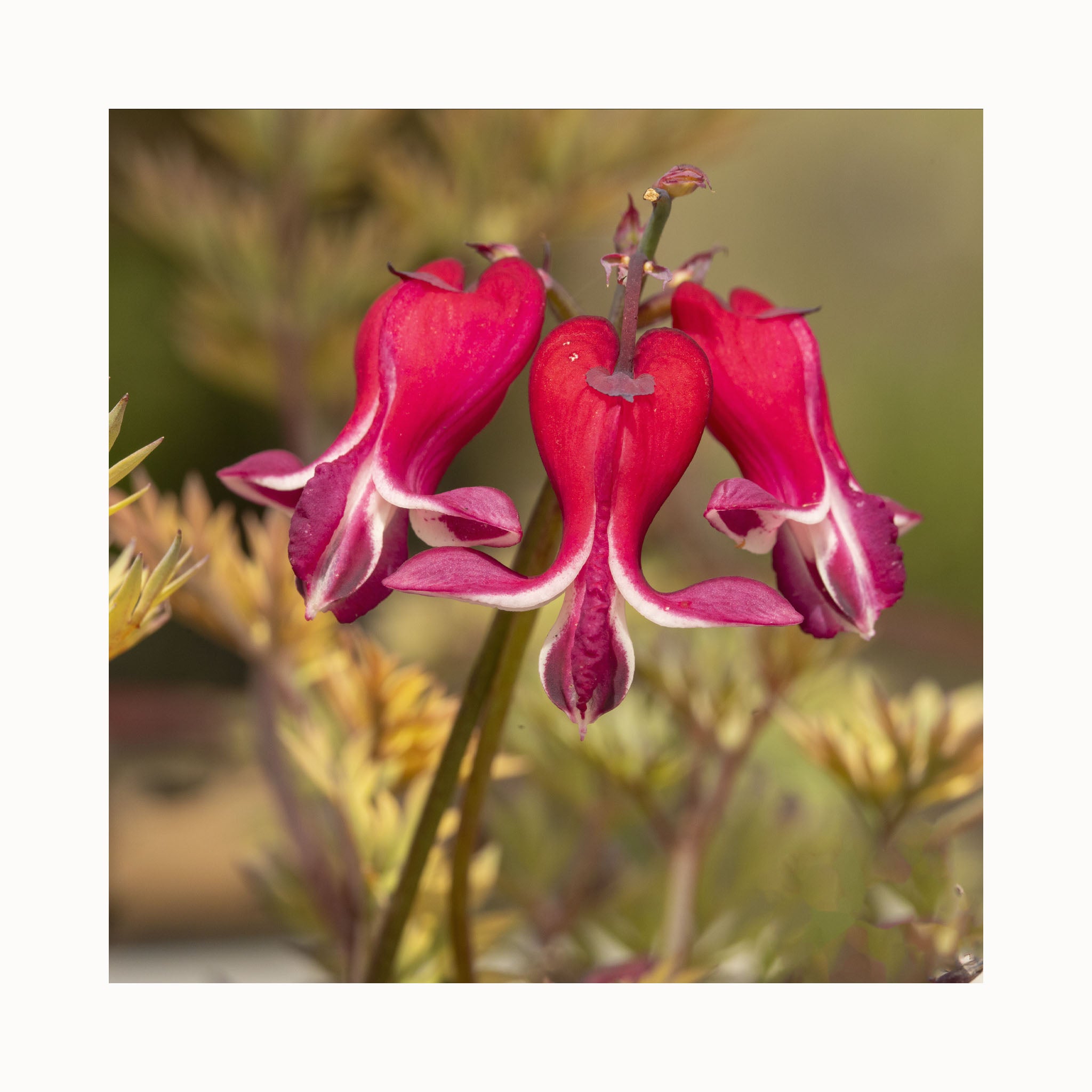 Dicentra burning hearts flower