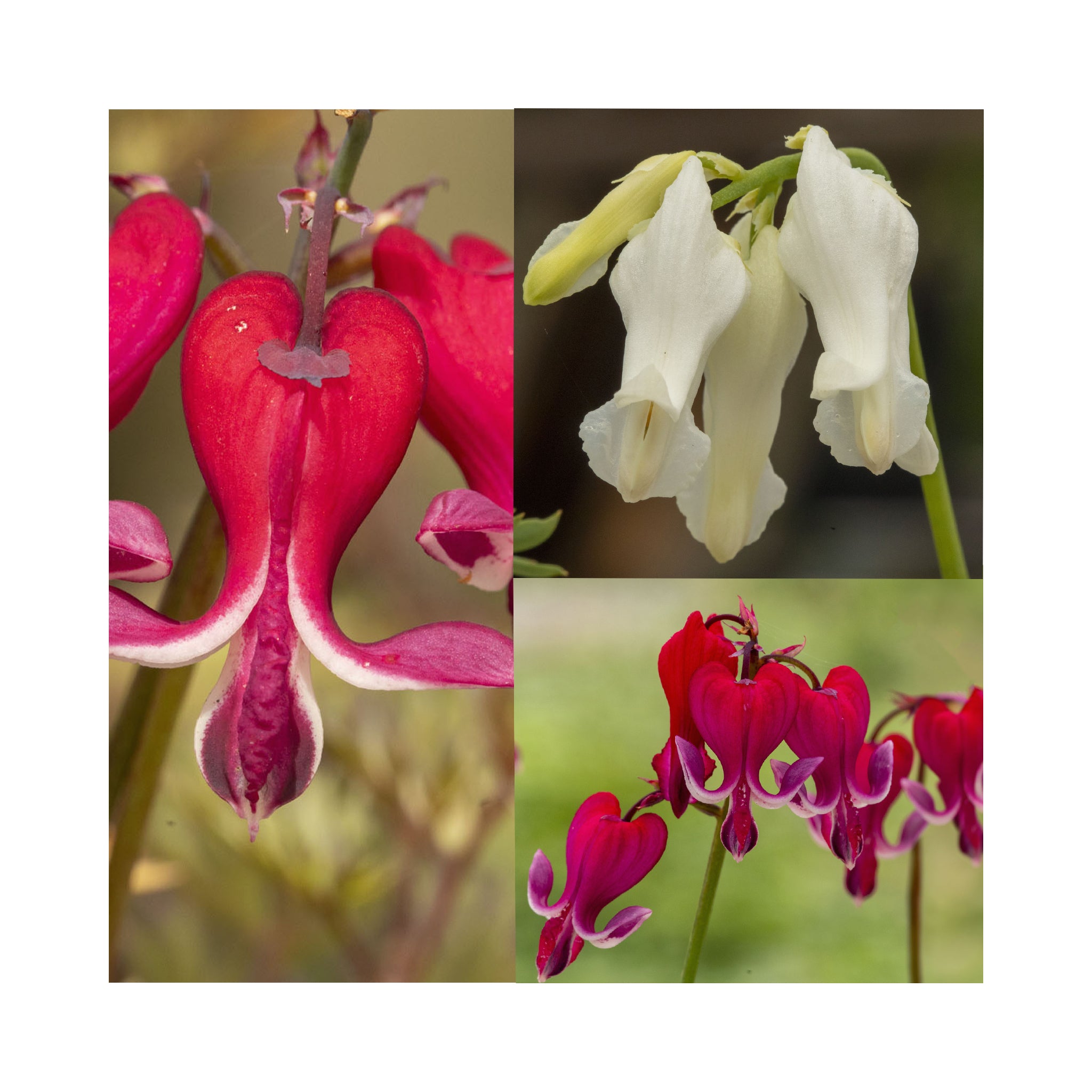 Dicentra Collection