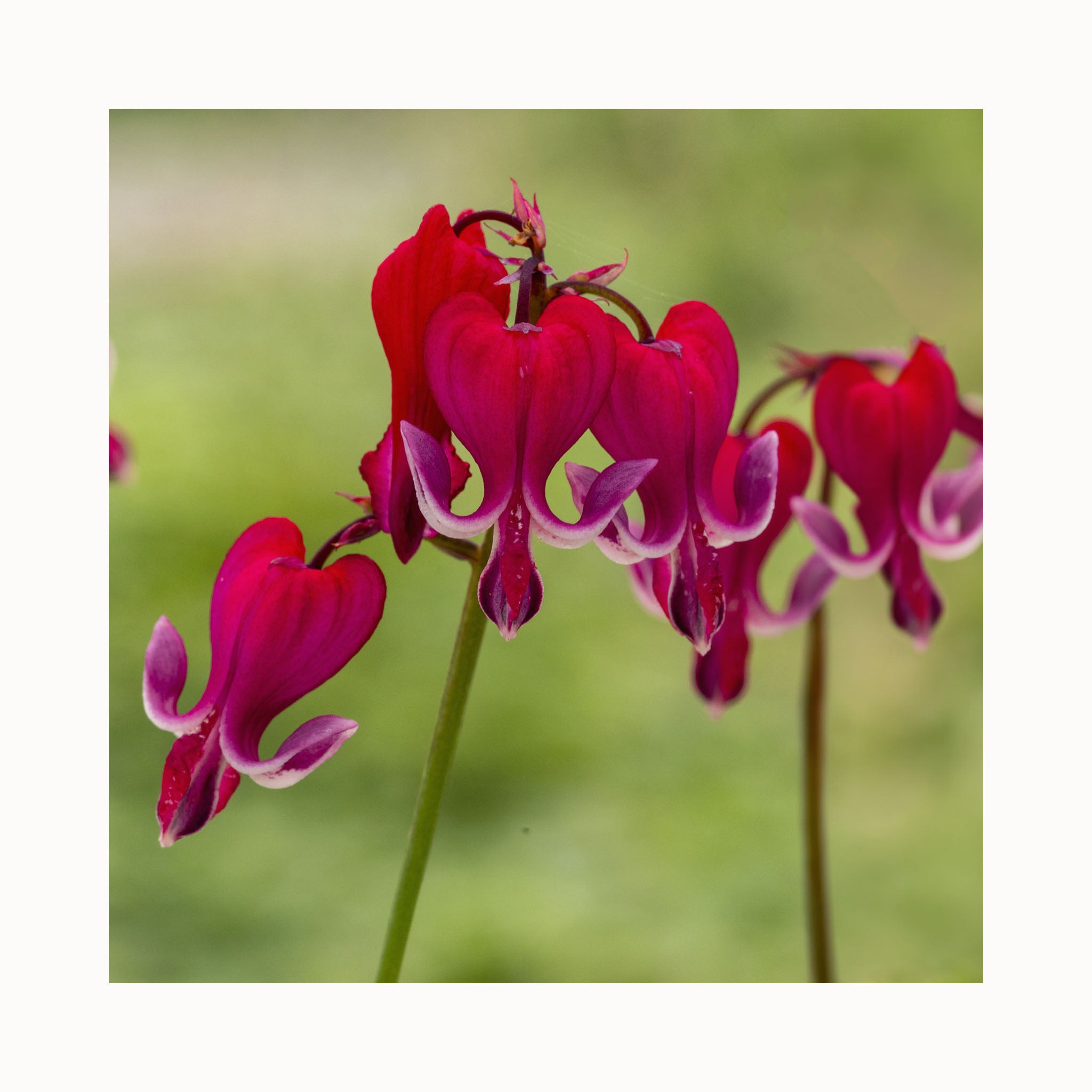 Deep red flowers of Dicentra Red Fountain