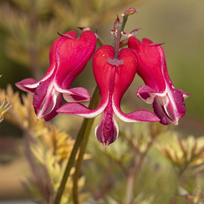 Dicentra burning hearts flower