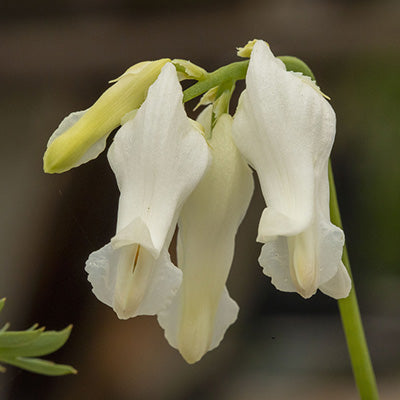 Pure white flowers of Dicentra ivory hearts