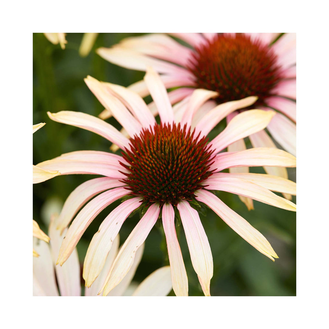Echinacea Blushing Meadow Mama