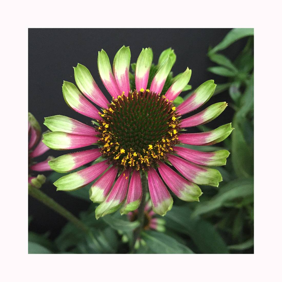 Echinacea Choco Green