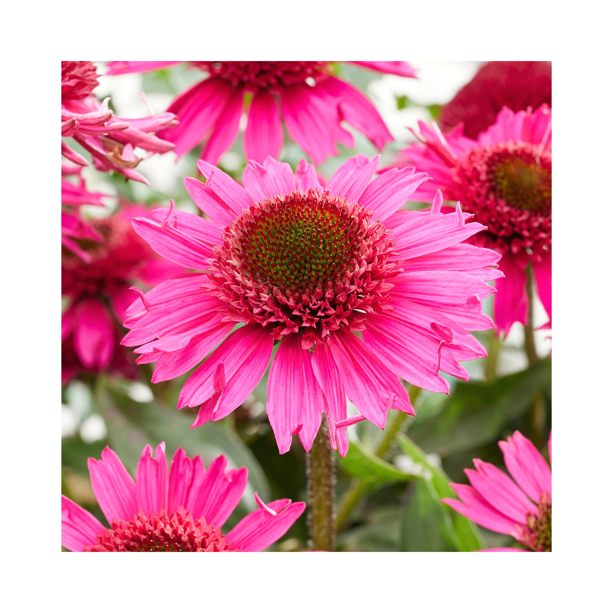 Echinacea Delicious Candy