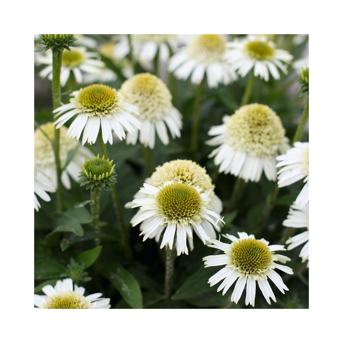 Echinacea Delicious Nougat