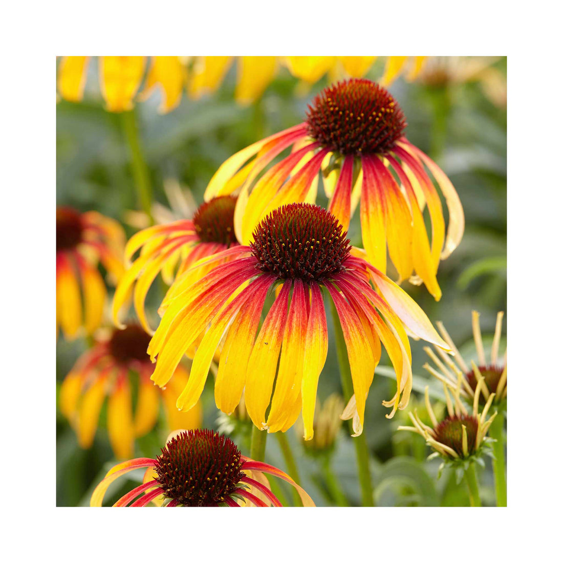 Echinacea Fiery Meadow Mama