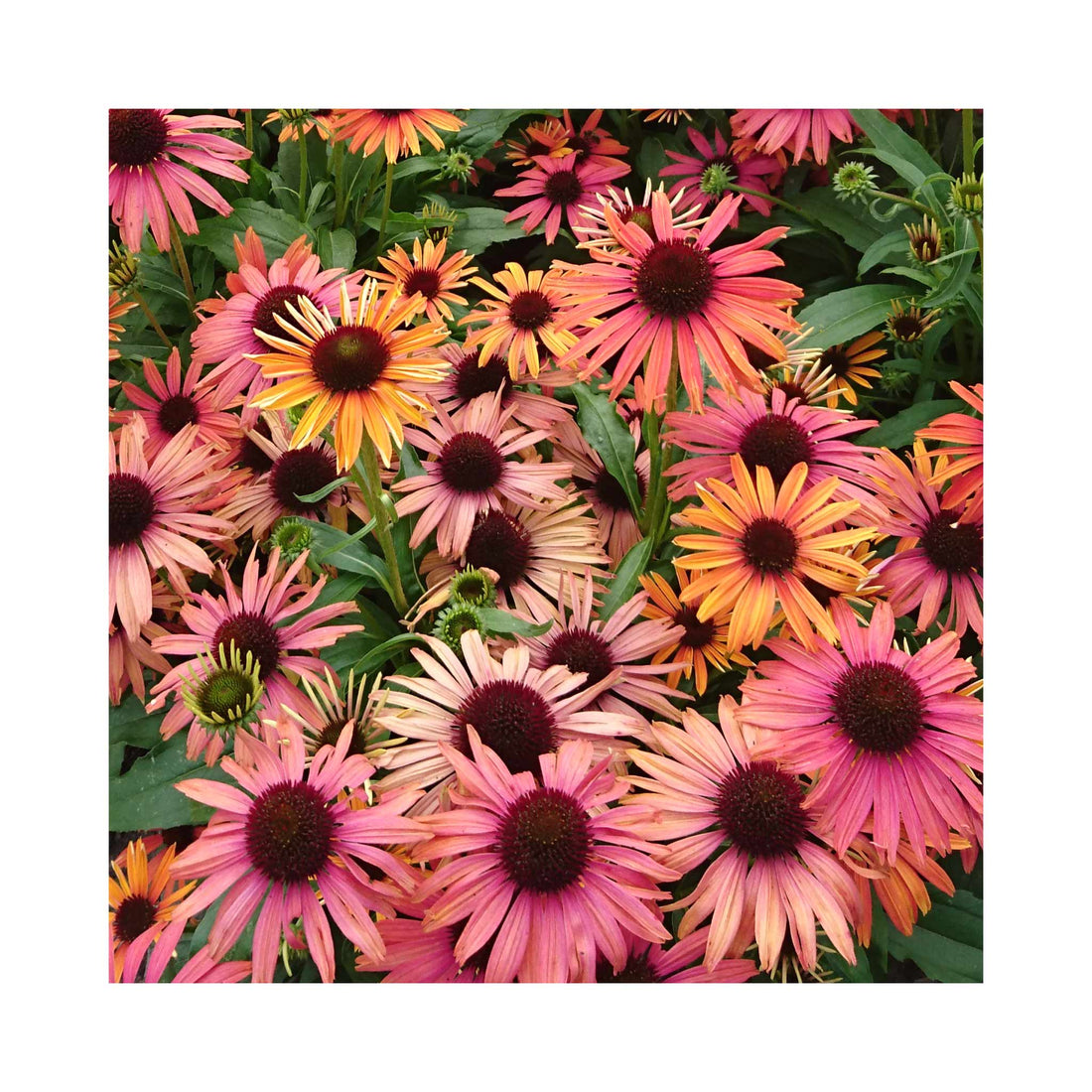 Echinacea Fountain Orange Bicolour