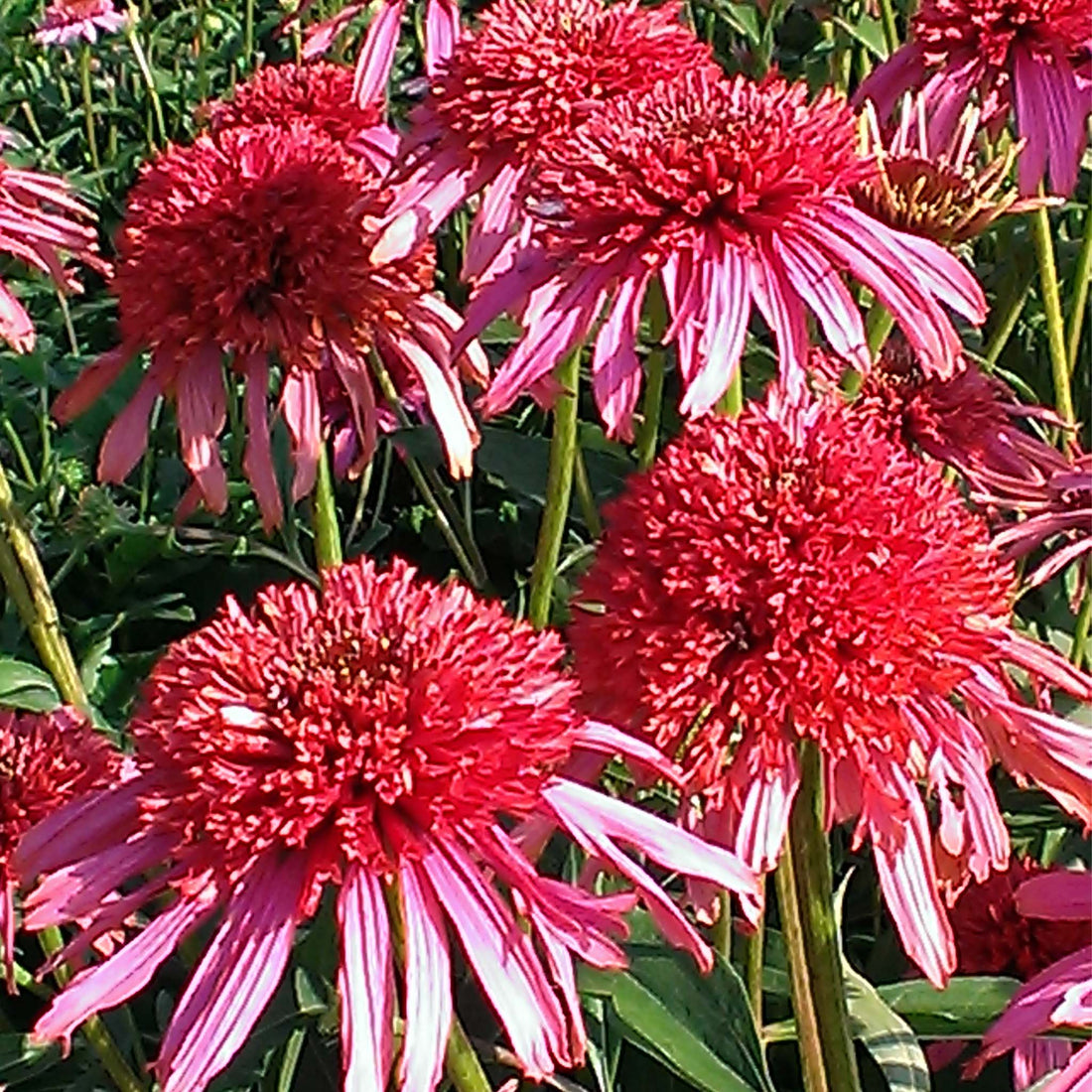 Echinacea Guava Ice