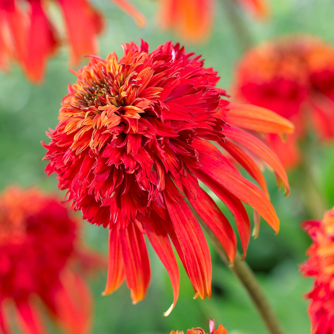 Echinacea purpurea Hot Papaya