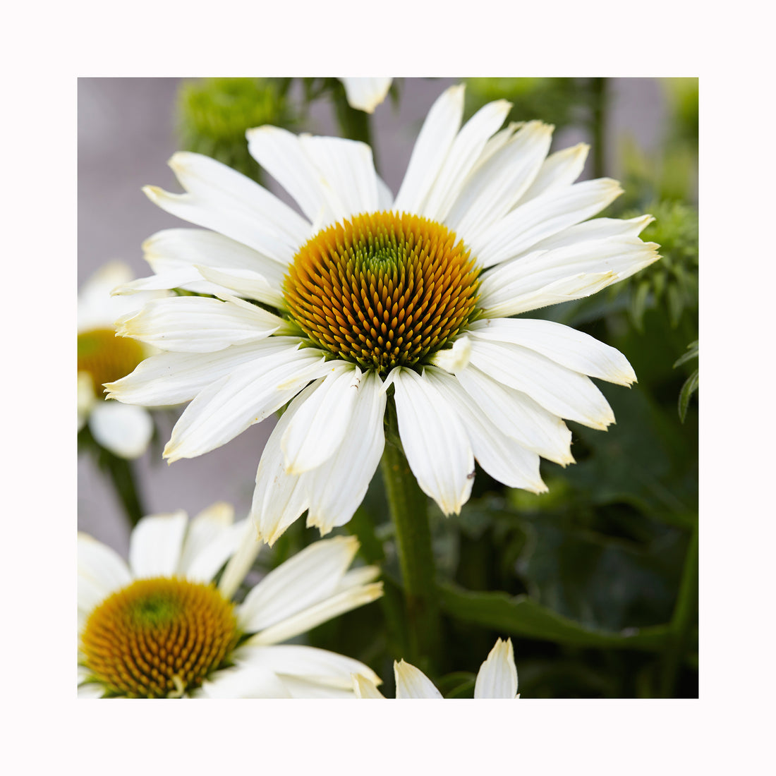 Echinacea Innocent Meadow Mama