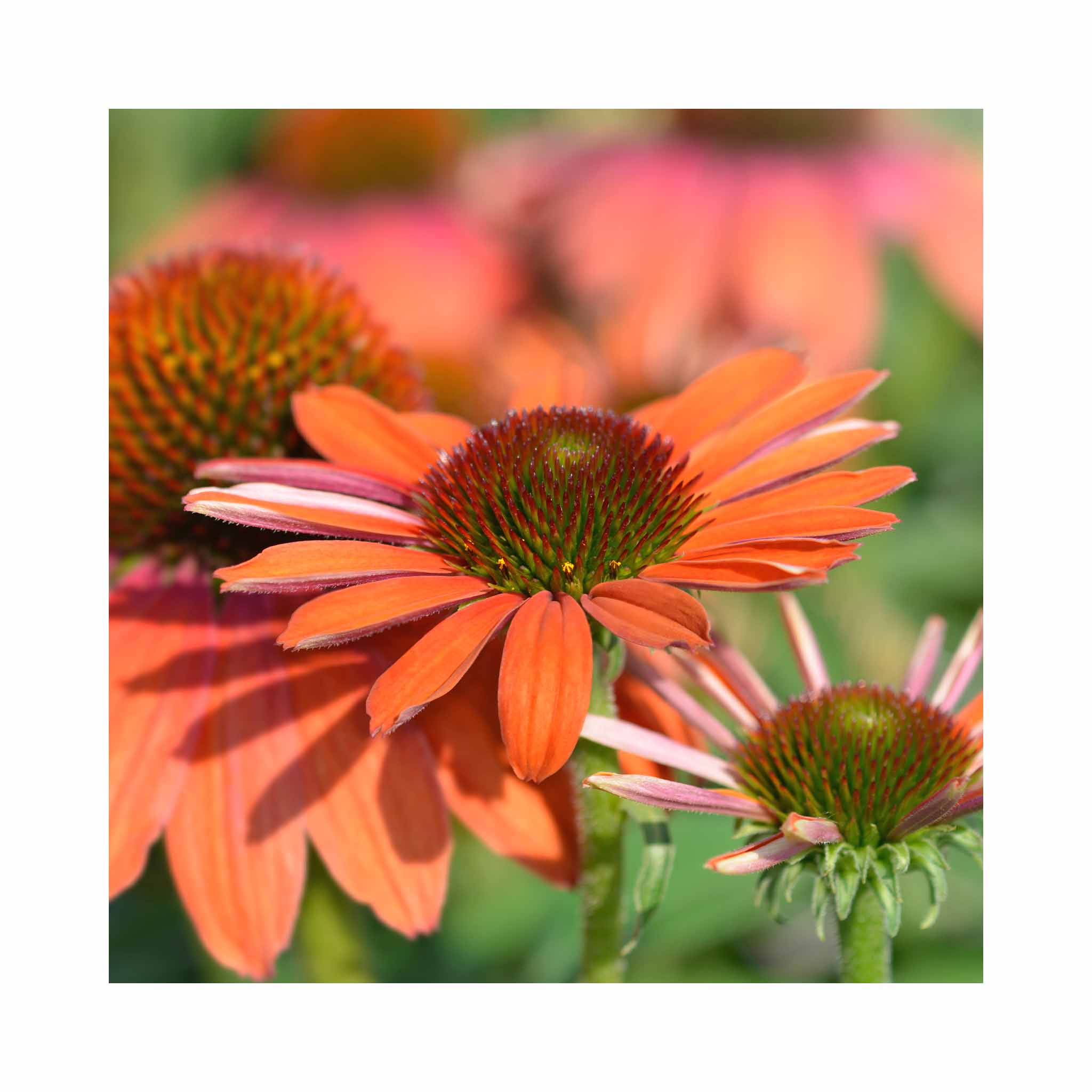 Echinacea Collection – 6 Established 9 cm Coneflower Plants (Mixed Varieties)