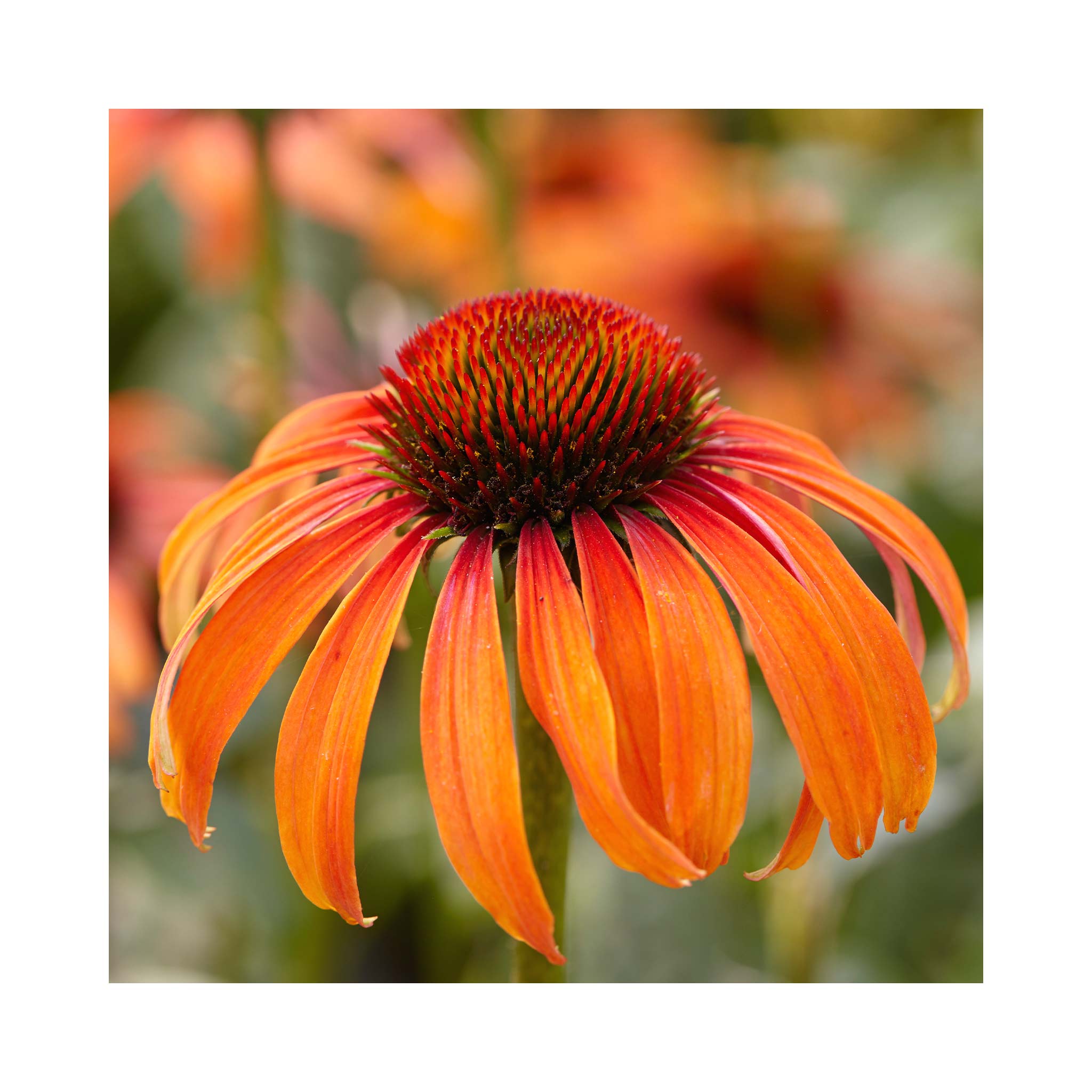 Echinacea Laughing Meadow Mama