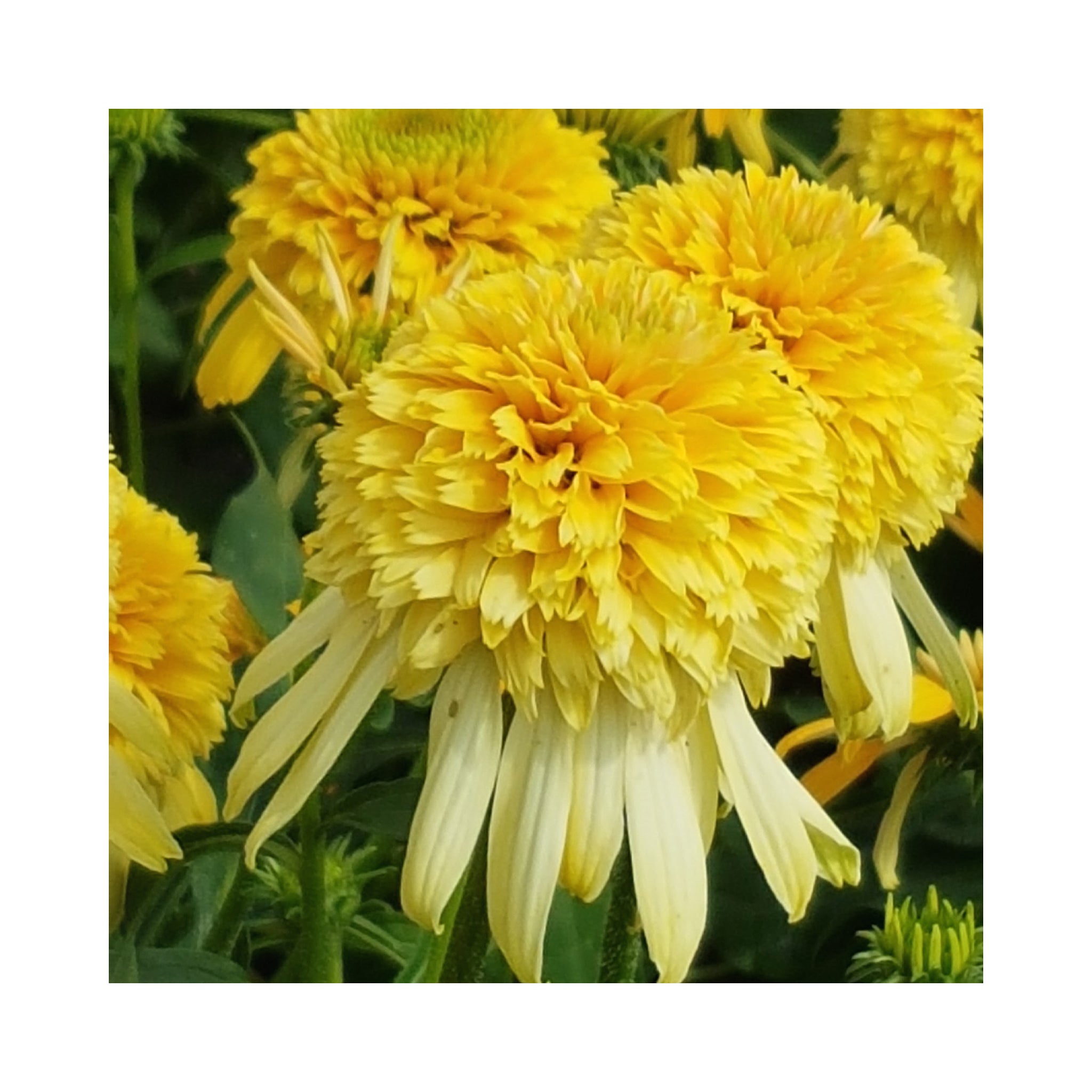 6 Pack of Hardy Perennial Cottage Garden Plants. Each Variety Labelled.