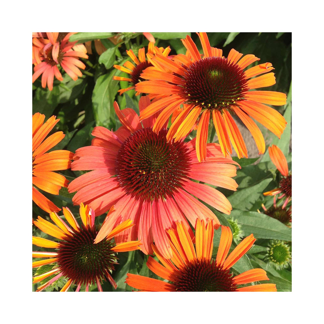 Echinacea Orange Skipper