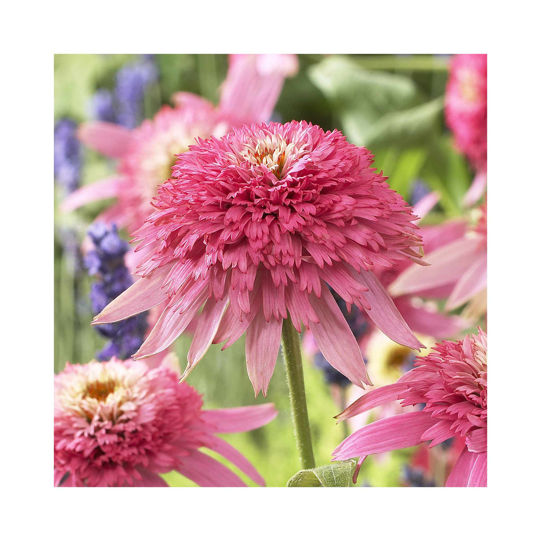 Echinacea Pink Double Delight