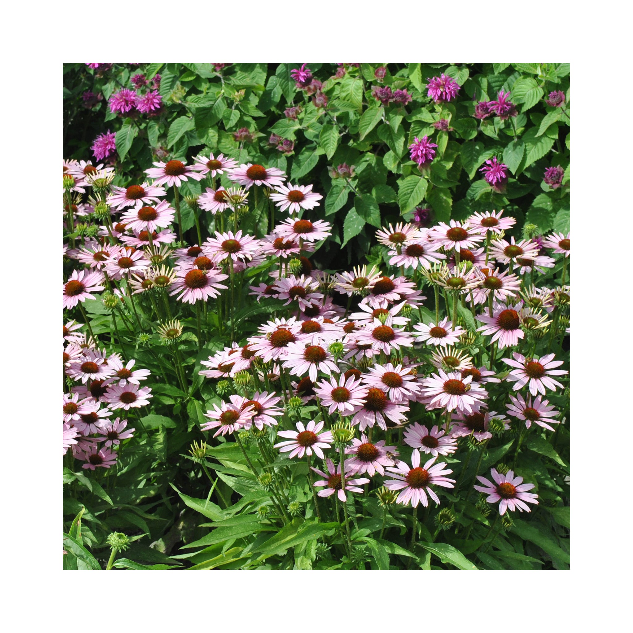 Echinacea purpurea Pink Skipper