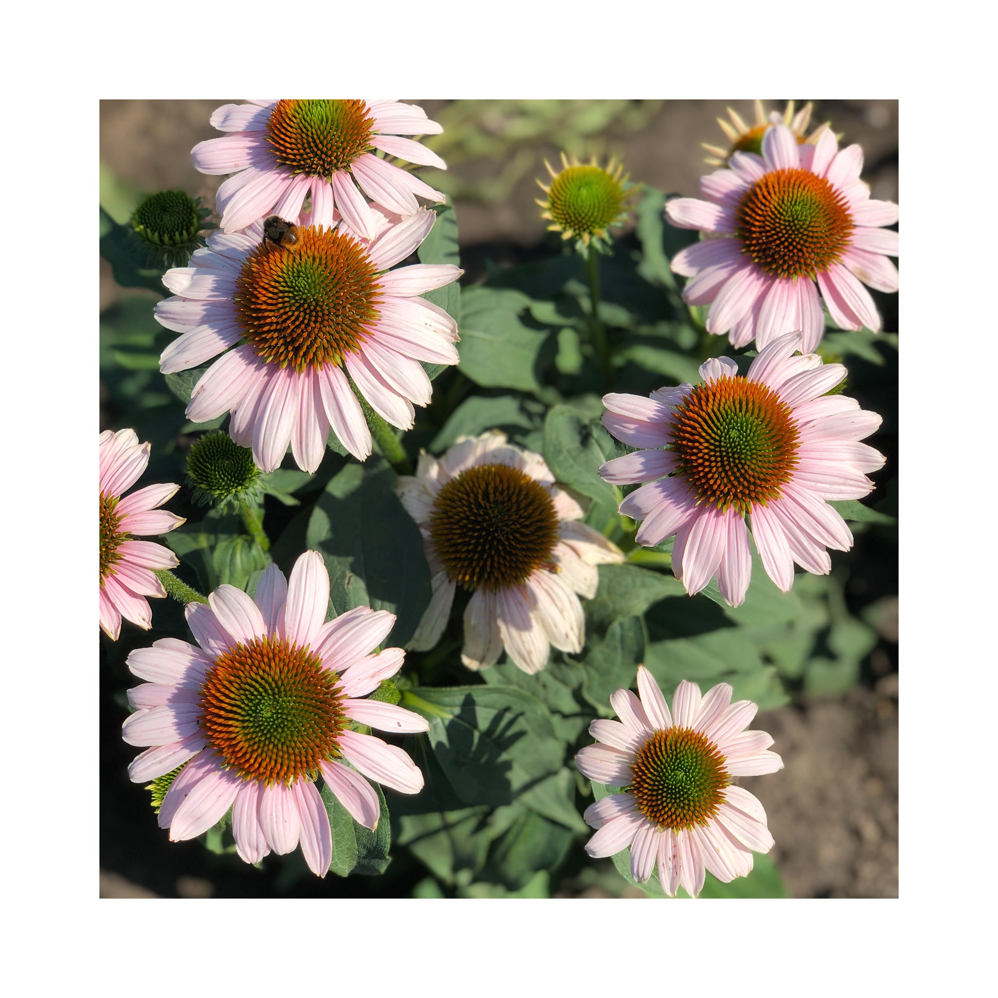 Echinacea Collection – 6 Established 9 cm Coneflower Plants (Mixed Varieties)